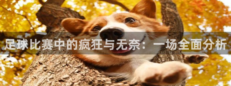 足球比赛中的疯狂与无奈：一场全面分析