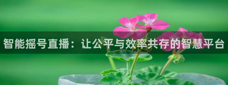 新球体育即时分：智能摇号直播：让公平与效率共存的智慧平台
